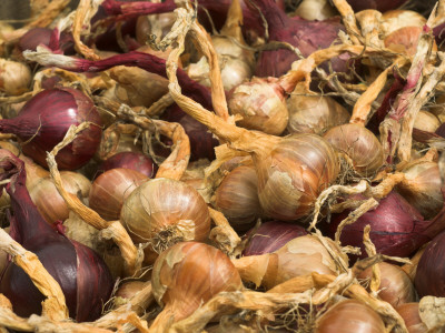 Home Grown Shallots And Red Onions Drying Outside Late Summer, England, Uk by Gary Smith Pricing Limited Edition Print image