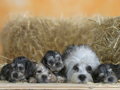 Domestic Dog, Dandie Dinmont Terrier With Four Puppies, 6 Weeks by Petra Wegner Pricing Limited Edition Print image