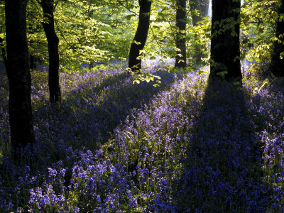 Lanhydrock Beech Woodland With Bluebells In Spring, Cornwall, Uk by Ross Hoddinott Pricing Limited Edition Print image
