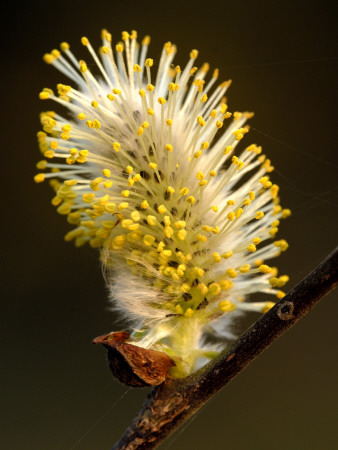 Sallow Pussy Willow Catkin, Cornwall, Uk by Ross Hoddinott Pricing Limited Edition Print image