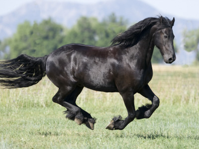 Black Friesian Gelding Running In Field, Longmont, Colorado, Usa by Carol Walker Pricing Limited Edition Print image