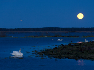 Mute Swan Before Sunrise With Full Moon, Hornborgasjon Lake, Sweden by Inaki Relanzon Pricing Limited Edition Print image