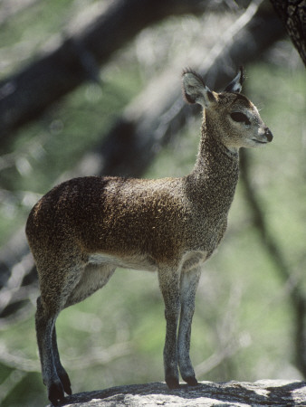 Klipspringer On Rock, Kruger Np, South Africa by Tony Heald Pricing Limited Edition Print image