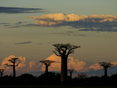 Baobab Trees In Baobabs Avenue, Near Morondava, West Madagascar by Inaki Relanzon Pricing Limited Edition Print image