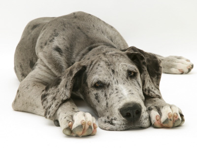 Blue Harlequin Great Dane Pup, 'Maisie', Lying With Chin On The Floor by Jane Burton Pricing Limited Edition Print image
