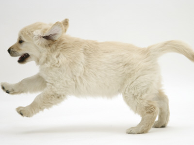 Golden Retriever Puppy, 9 Weeks Old, Running by Jane Burton Pricing Limited Edition Print image