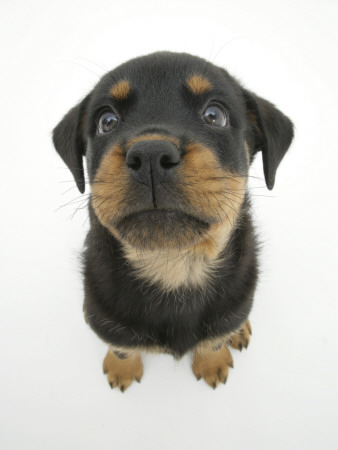 Two Rottweiler Pup, 8 Weeks Old, Sitting Down And Looking Up by Jane Burton Pricing Limited Edition Print image