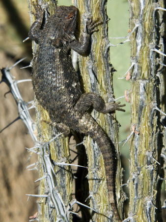 Desert Spiny Lizard Climbing Ocotillo. Saguaro National Park, Arizona, Usa by Philippe Clement Pricing Limited Edition Print image