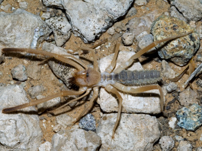 Sun Windscorpion Spider. Organ Pipe Cactus National Monument, Arizona, Usa by Philippe Clement Pricing Limited Edition Print image