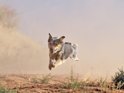 Cowdog Taking A Flying Leap, Flitner Ranch, Shell, Wyoming, Usa by Carol Walker Pricing Limited Edition Print image