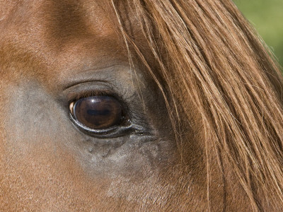 Close Up Of Eye Of Chestnut Peruvian Paso Stallion, Sante Fe, New Mexico, Usa by Carol Walker Pricing Limited Edition Print image