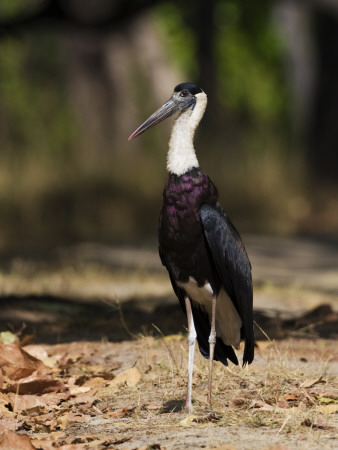Woolly Necked Stork Bandhavgarh Np, Madhya Pradesh, India, March by Tony Heald Pricing Limited Edition Print image