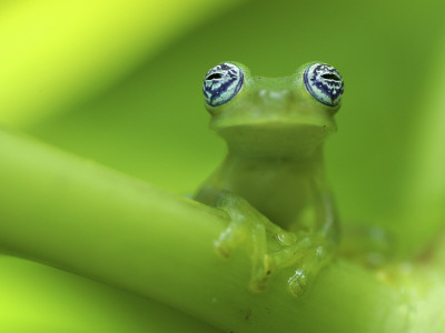Ghost Glass Frog Portrait, Costa Rica by Edwin Giesbers Pricing Limited Edition Print image