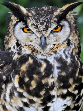 Head Portrait Of Spotted Eagle-Owl Captive, France by Eric Baccega Pricing Limited Edition Print image