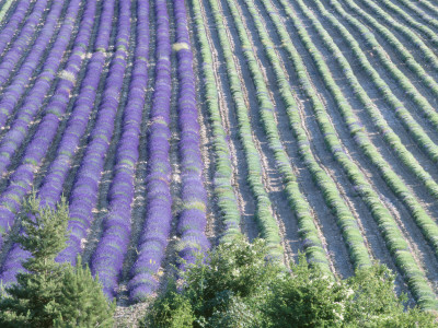 Field Of Lavander Flowers Ready For Harvest And Harvested, Valensole, Provence, France, June 2004 by Inaki Relanzon Pricing Limited Edition Print image