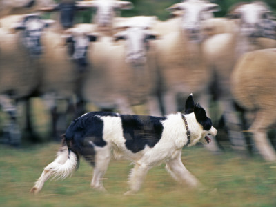 Sheepdog Rounding Up Domestic Sheep Bergueda, Spain, August 2004 by Inaki Relanzon Pricing Limited Edition Print image