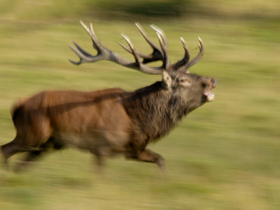 Red Deer Stag Running During Rut, Dyrehaven, Denmark by Edwin Giesbers Pricing Limited Edition Print image