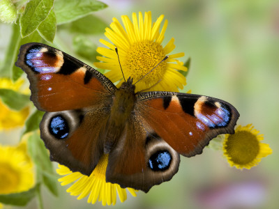 Peacock Butterfly On Fleabane Flowers, Hertfordshire, England, Uk by Andy Sands Pricing Limited Edition Print image