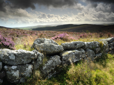 Dry Stone Wall, Near Birch Tor, Dartmoor Np, Devon. September 2008 by Ross Hoddinott Pricing Limited Edition Print image