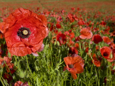 Field Of Common Poppies Hertfordshire, England, Uk by Andy Sands Pricing Limited Edition Print image