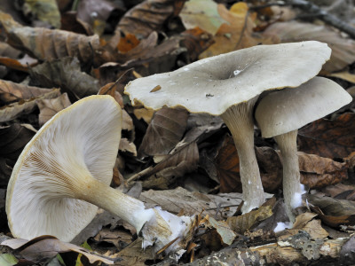 Clouded Funnel Agaric Fungus Amongst Fallen Beech Leaves, Belgium by Philippe Clement Pricing Limited Edition Print image