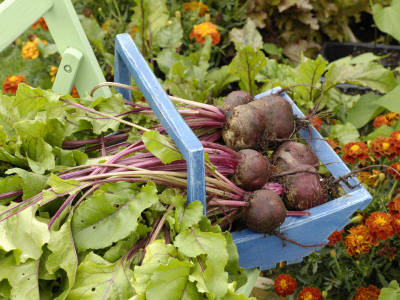 Home Grown Organic Beetroot, 'Detroit' In Blue Wooden Trug Beside Vegeteble Plot, Norfolk, Uk by Gary Smith Pricing Limited Edition Print image