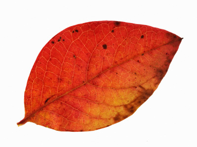 Highbush Swamp Blueberry Leaf In Autumn Colours, Native To North America by Philippe Clement Pricing Limited Edition Print image
