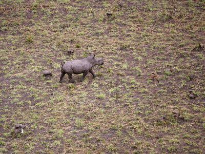 Young Northern White Rhinoceros From Anti-Poaching Aircraft In 1989, Garamba Np, Dem Rep Congo by Mark Carwardine Pricing Limited Edition Print image