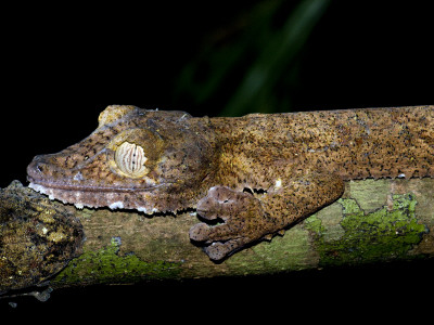 Leaf Tailed Gecko Camouflaged On Branch At Night, Nosy Mangabe, North-Eastern Madagascar by Mark Carwardine Pricing Limited Edition Print image