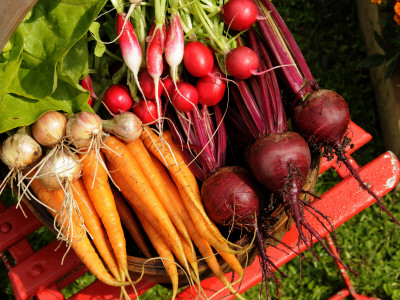 Freshly Harvested Carrots, Beetroot, Onions And Radishes In A Summer Garden, England, July by Gary Smith Pricing Limited Edition Print image