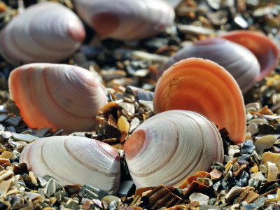 Baltic Tellin Shells On Beach, Belgium by Philippe Clement Pricing Limited Edition Print image