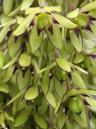 Pineapple Flower Close Up Of Flowers, Uk by Gary Smith Pricing Limited Edition Print image