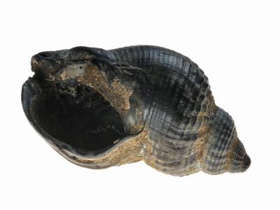 Common Whelk From The North Sea, Shell Showing Aperture, Belgium by Philippe Clement Pricing Limited Edition Print image