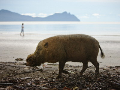 Bearded Pig Foraging On The Beach, Bako National Park, Sarawak, Borneo 2008 by Tony Heald Pricing Limited Edition Print image