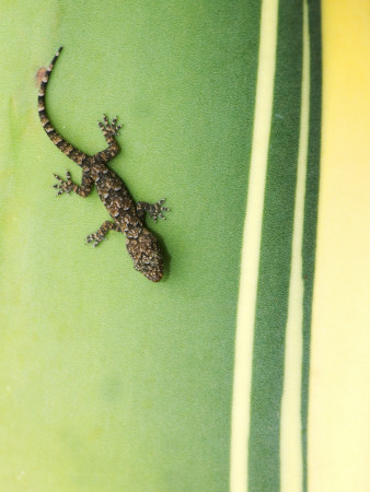 Gecko On Plant, Madagascar by Edwin Giesbers Pricing Limited Edition Print image
