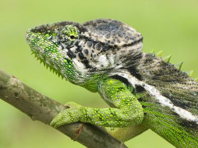 Oustalet's Chameleon Portrait, Madagascar by Edwin Giesbers Pricing Limited Edition Print image