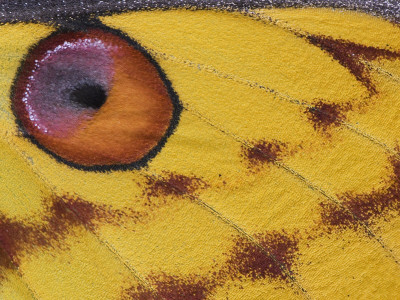 Madagascar Moon Moth Close-Up Of Wing, Madagascar by Edwin Giesbers Pricing Limited Edition Print image