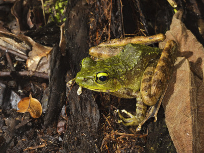 Mountain Torrent Frog On Forest Floor, Kinabalu, Sabah, Borneo by Tony Heald Pricing Limited Edition Print image