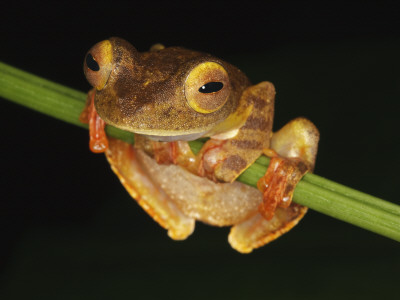 Harlequin Tree Frog On Stem Of Rainforest Plant, Danum Valley, Sabah, Borneo by Tony Heald Pricing Limited Edition Print image