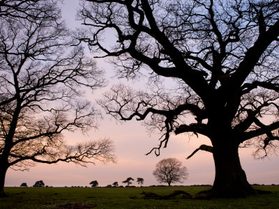 Tree Silhouettes On Backley Plain, New Forest National Park, Hampshire, England by Adam Burton Pricing Limited Edition Print image