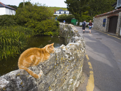 Village Cat Sitting On Stone Wall In Lulworth, Dorset, England by Adam Burton Pricing Limited Edition Print image