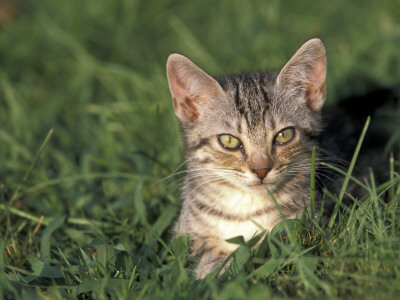 European Grey Tabby Cat In Grass, Italy by Adriano Bacchella Pricing Limited Edition Print image