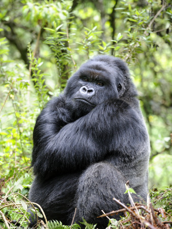 Male Silverback Mountain Gorilla Sitting, Volcanoes National Park, Rwanda, Africa by Eric Baccega Pricing Limited Edition Print image
