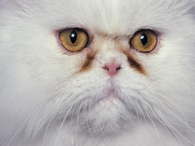White Persian Cat, Close Up Of Face by Adriano Bacchella Pricing Limited Edition Print image