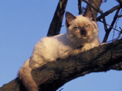 Ragdoll Cat Resting In Tree, Italy by Adriano Bacchella Pricing Limited Edition Print image