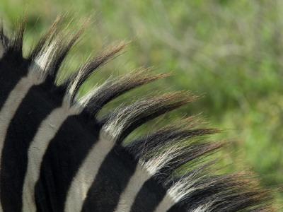 Common Zebra Close-Up Of Mane Detail, Tanzania by Edwin Giesbers Pricing Limited Edition Print image