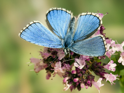 Adonis Blue Male Feeding On Marjoram, Oxfordshire, England, Uk by Andy Sands Pricing Limited Edition Print image