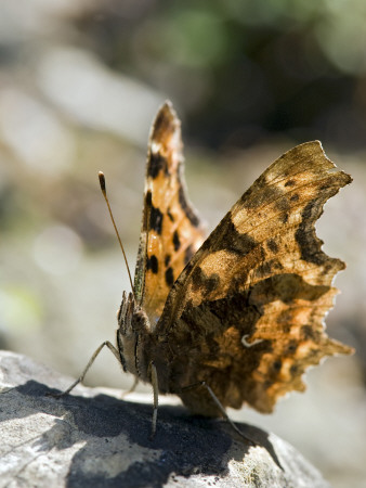 Comma Butterfly Perched On Rock, West Sussex, England, Uk by Andy Sands Pricing Limited Edition Print image