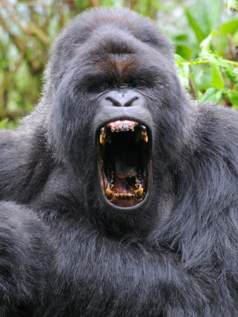 Male Silverback Mountain Gorilla Yawning, Volcanoes National Park, Rwanda, Africa by Eric Baccega Pricing Limited Edition Print image