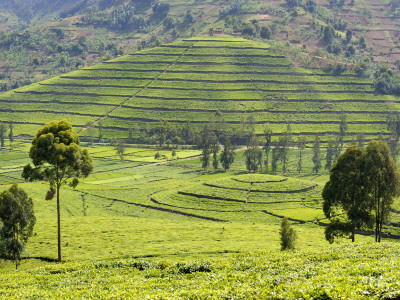 Tea Plantation Near Nyunguwe, Rwanda, Africa by Eric Baccega Pricing Limited Edition Print image